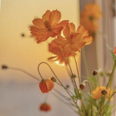 半岛手机网页版